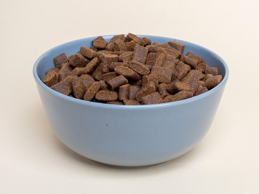 a bowl of best dry puppy food