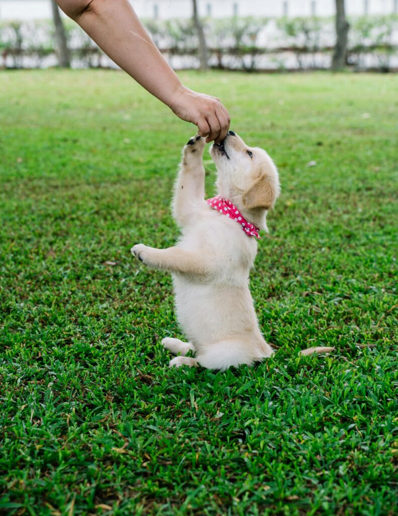 best puppy training courses