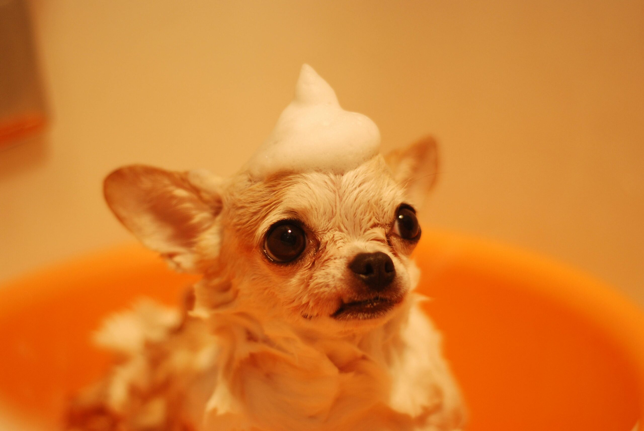 best puppy shampoos and conditioners