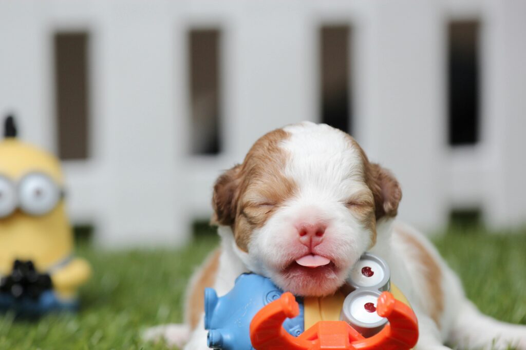 best chew toys for teething puppies