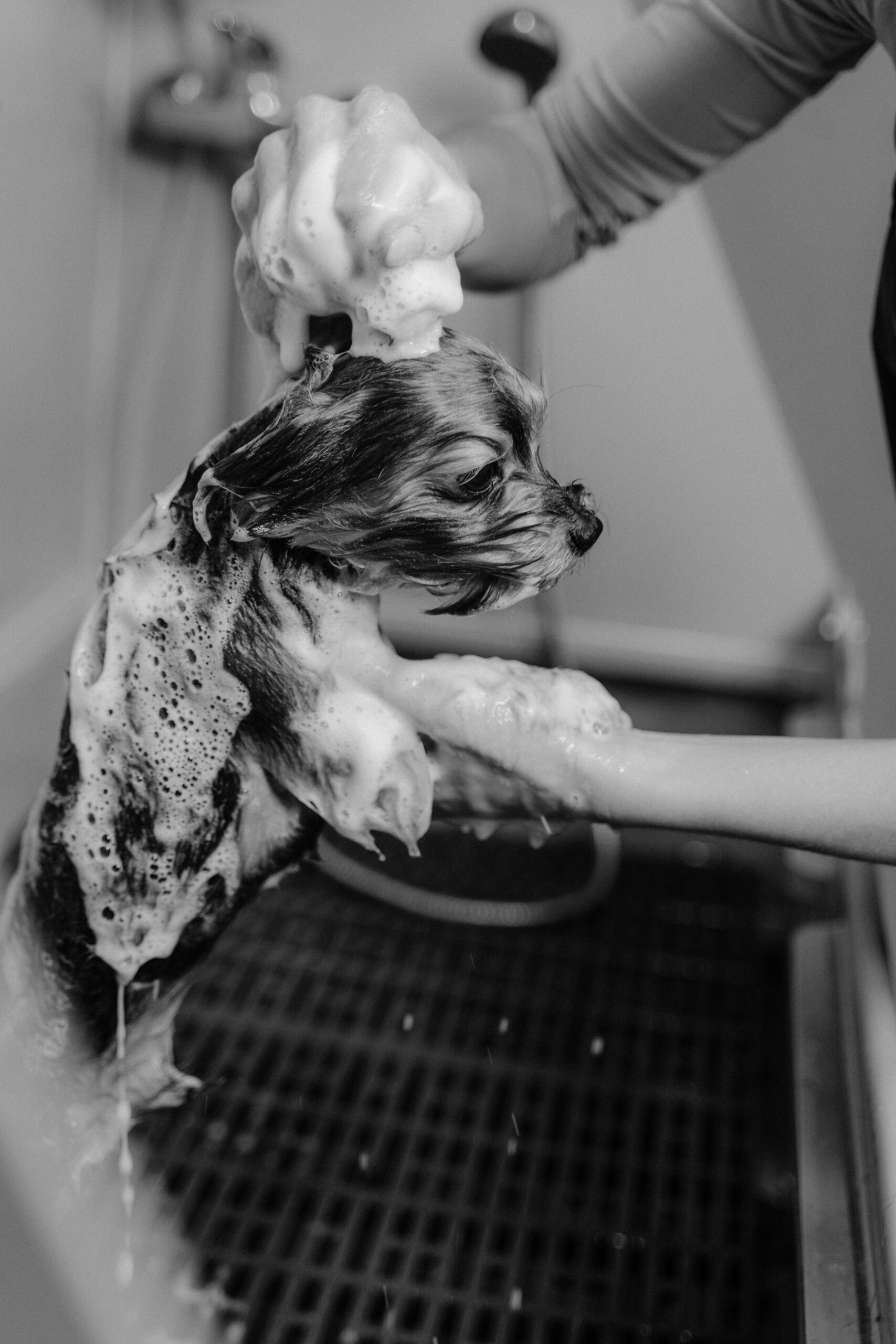 hypoallergenic puppy shampoos