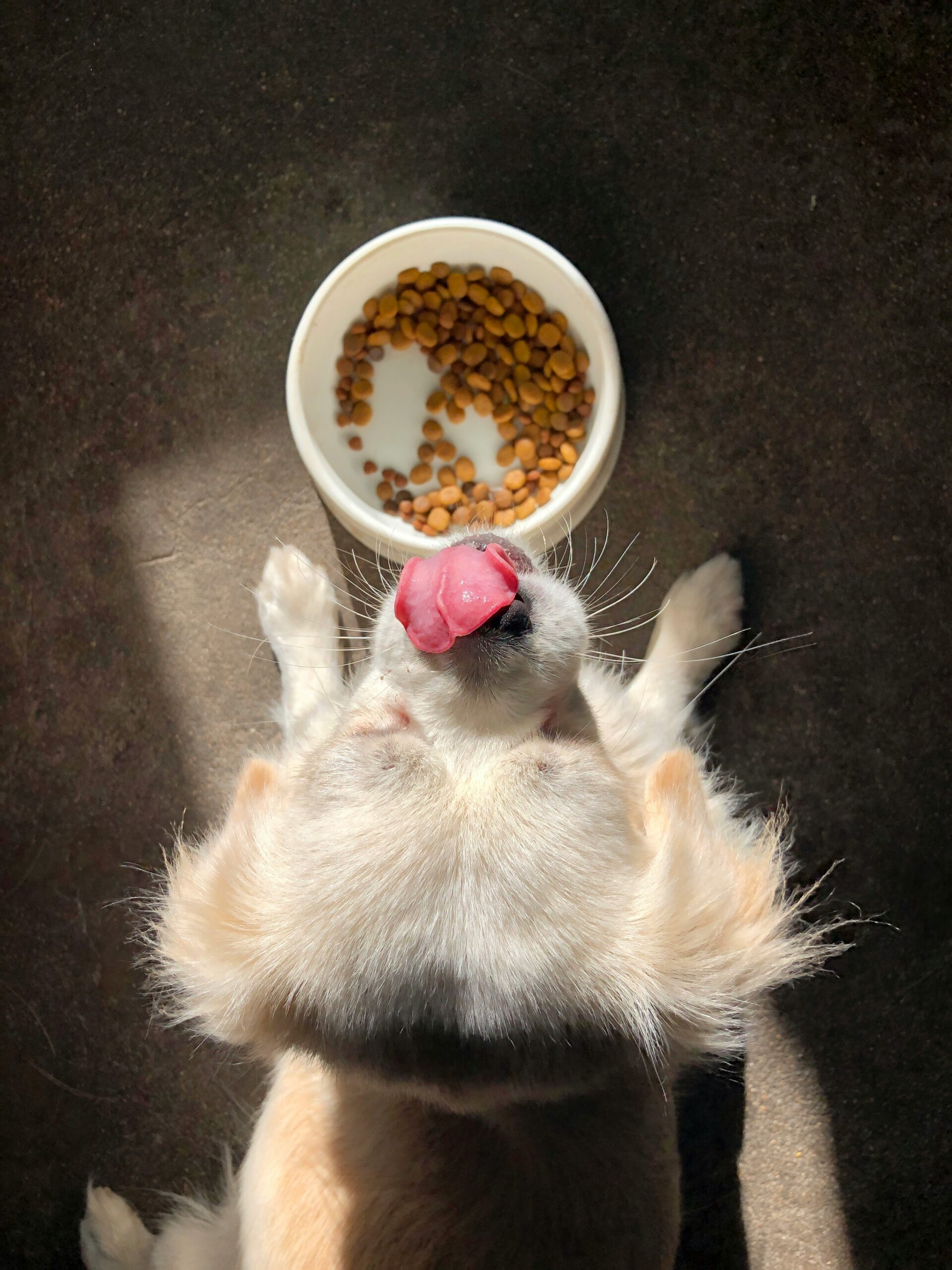 wet vs dry puppy food