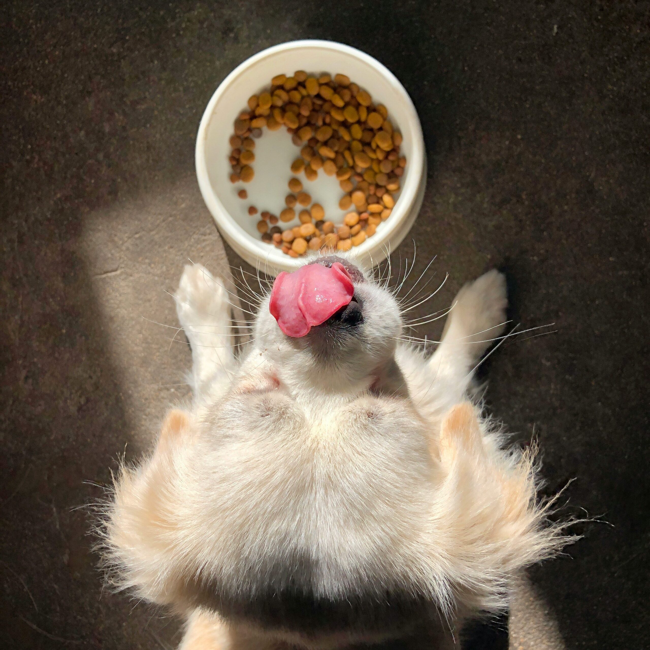 wet vs dry puppy food